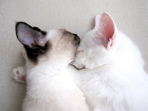 棋盘上的绝杀,阿斯顿马丁如何用两停策略将死哈斯,以及勒克莱尔如何成为法拉利孤勇的王