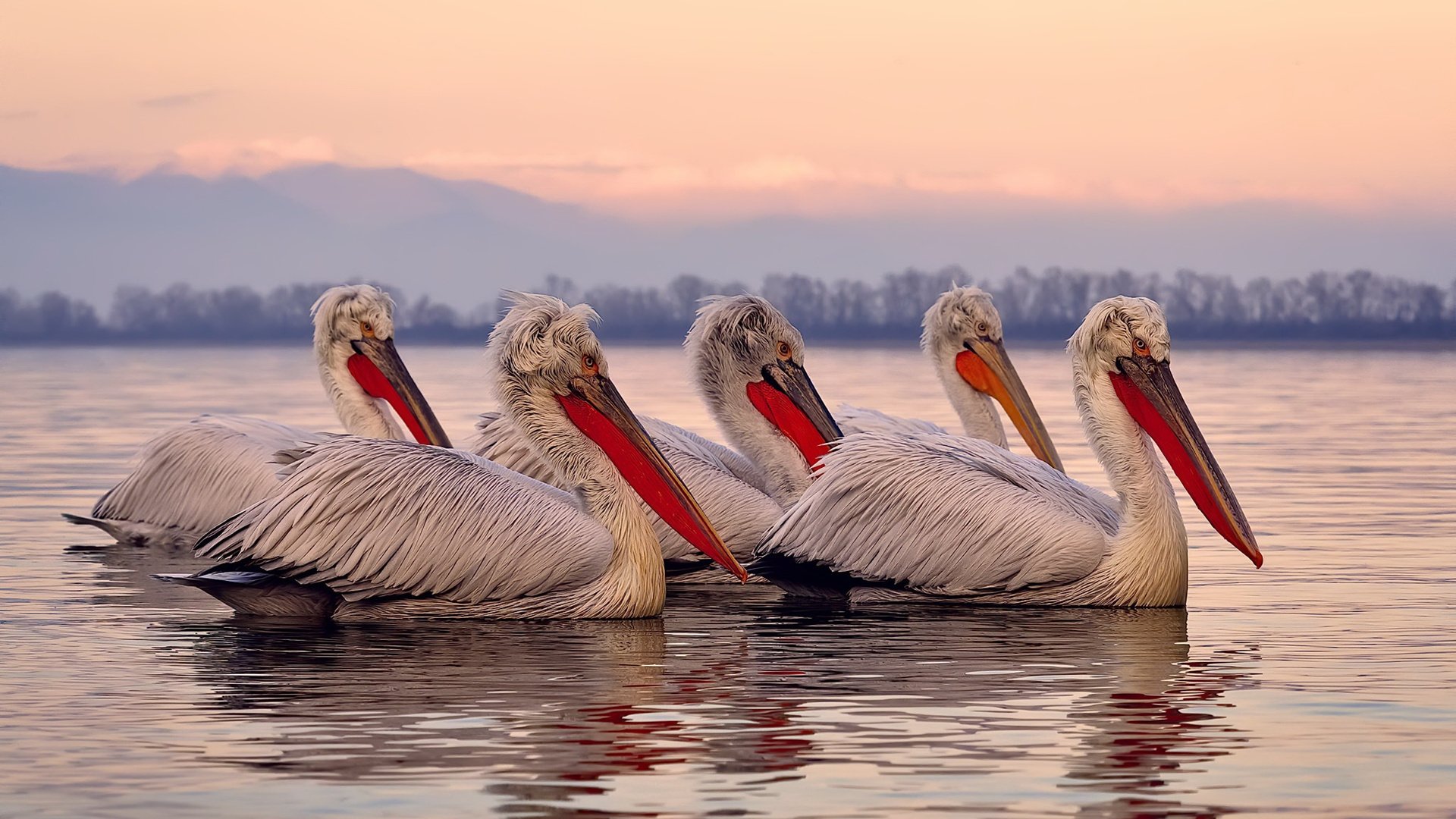 银色王朝与跃马新魂，F1赛道上的双重变奏