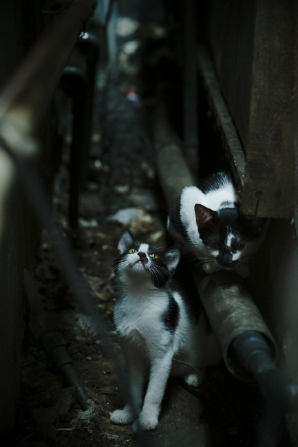 逆转基因与主宰密码，当吉林队遥遇班凯罗，跨越时空的体育英雄论