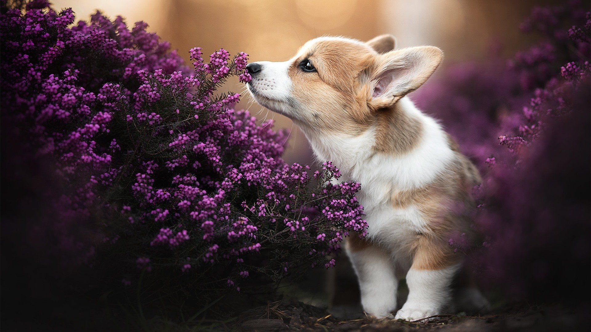 当收割成为战术，霍勒迪的致命一击与山西队的逆袭哲学