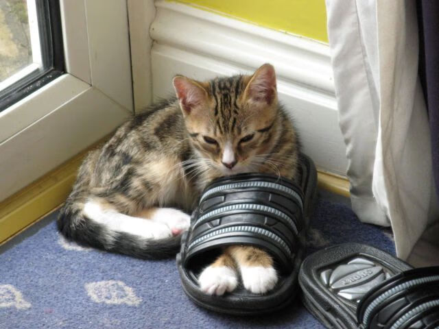 艺术足球的复仇，从佛罗伦萨终结曼城，到罗德里2026接管世界杯