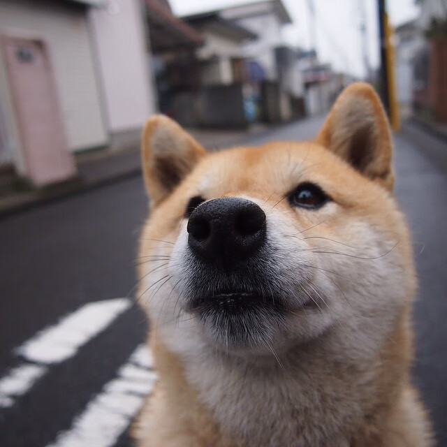 我注意到一个小问题，塔图姆是波士顿凯尔特人队的核心，而凯尔特人属于东部。因此，西决（西部决赛）这个地点对他并不适用。这很可能是一个小小的笔误