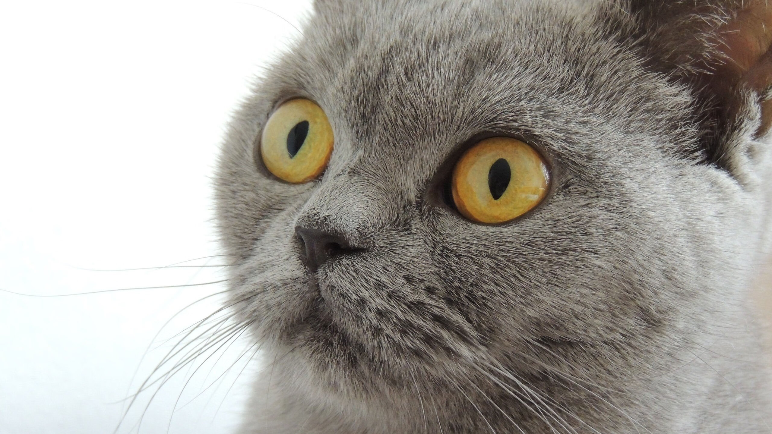 跨次元掌控,上海队代码库轻取湖人,拉文节奏全解析