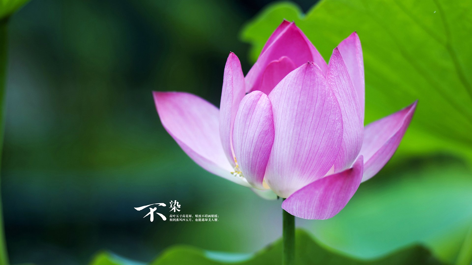 末节狂飙17分+致命抢断!欧文天神下凡导演20分惊天逆转