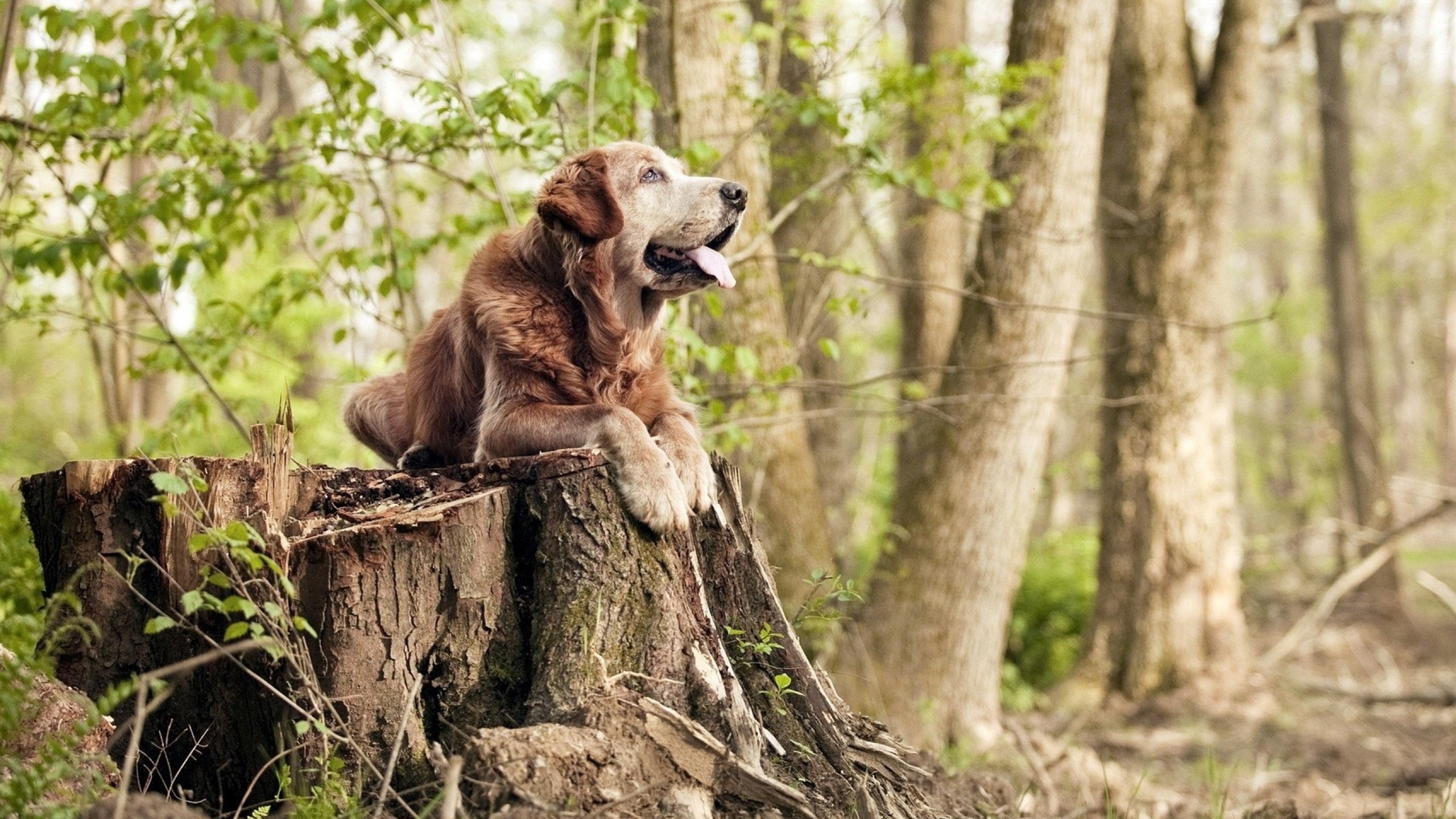 算法之外的狂想曲，哥伦比亚如何在第107分钟让荷兰的AI预测失灵