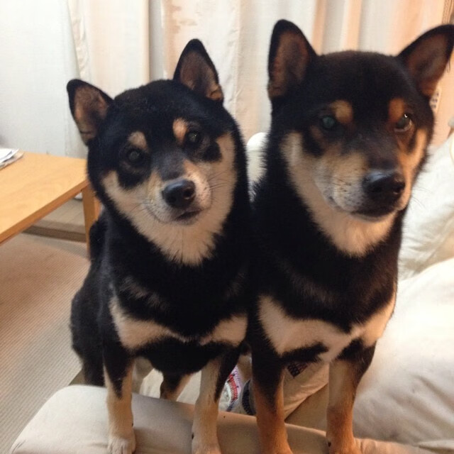 当黄色长城遭遇黑色闪电，卡拉斯科的救赎与尼日利亚利刃的反戈一击